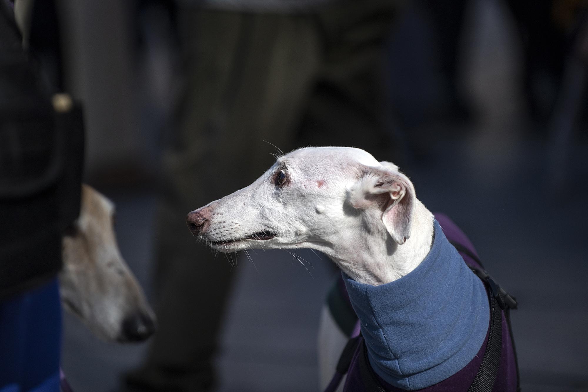 No a la caza Madrid - 8